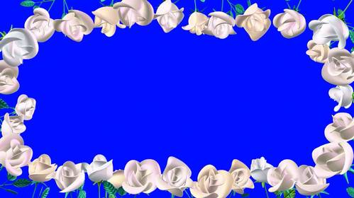 Футаж - Рамочка из белых роз на хромакее