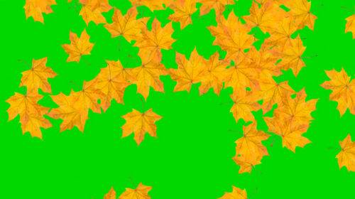 Футаж на хромакее с падающими осенними листьями