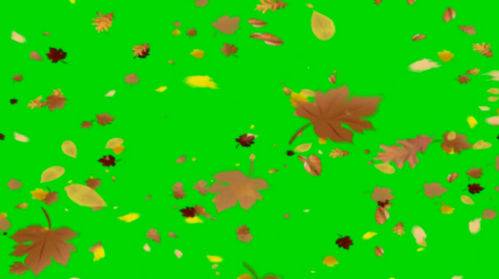 Футаж на хромакее - Падают осенние листья