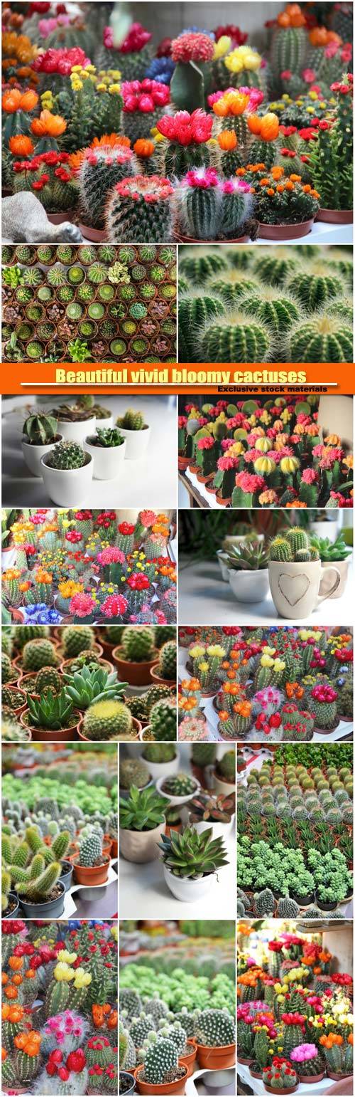 Beautiful vivid bloomy cactuses