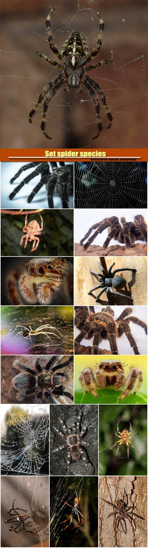 Set spider species