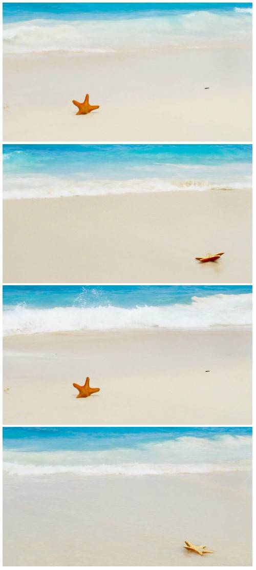 Video footage nice starfish on the summer sandy beach