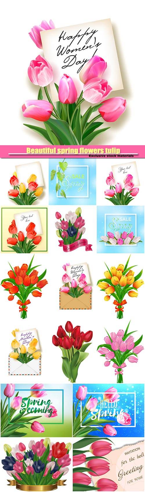 Beautiful spring flowers tulip vector