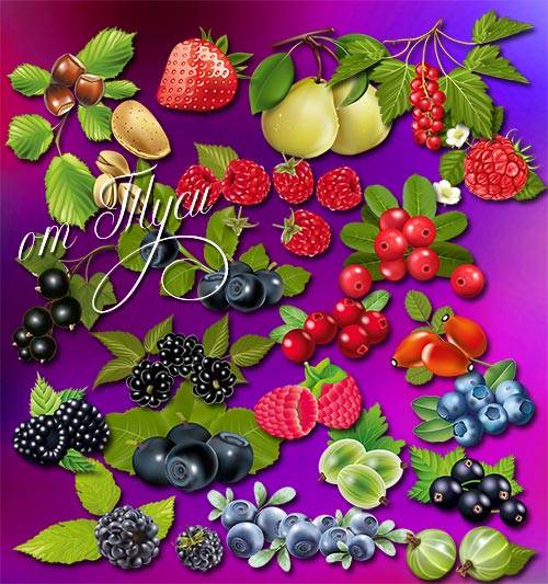 Клипарт - У каждой ягоды свой вкус и аромат