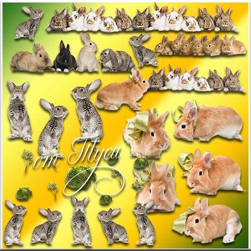 Кролики - Клипарт