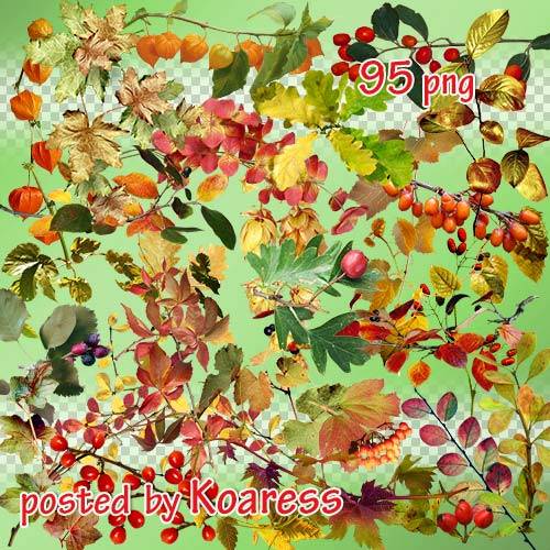 Png клипарт на прозрачном фоне - Осенние листья, ветки, ягоды