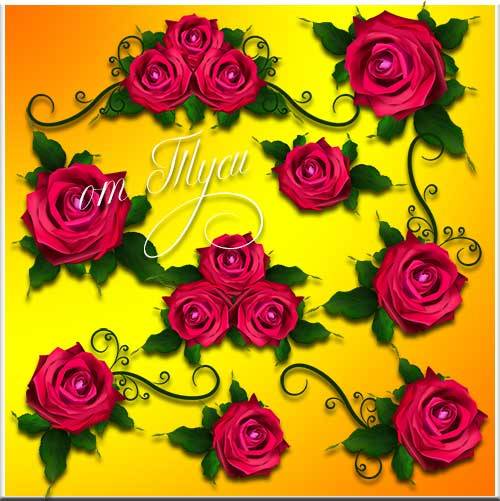 Нежные розы - Клипарт / Tender roses - Clipart