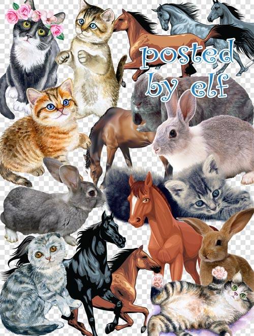 PNG клипарт - Зайцы, кошки, лошади