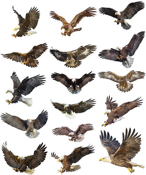 Птицы - Векторный клипарт / Birds - Vector Graphics