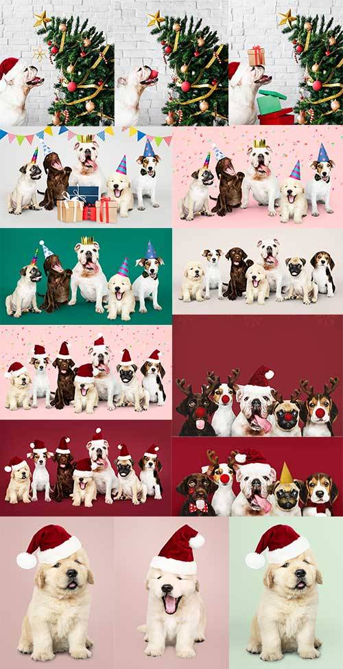 Собаки в новогодних шапках - Растровый клипарт