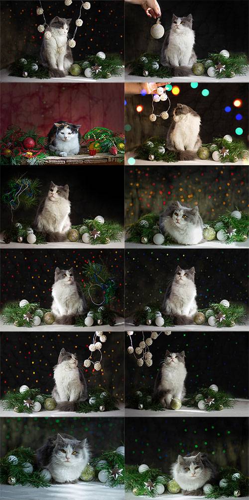 Симпатичный кот встречает Новый Год - Фотоклипарт