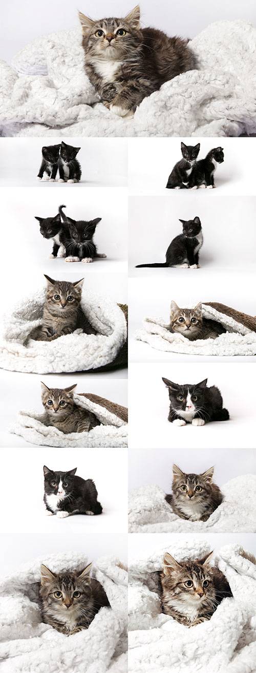 Очаровательные котята - Растровый клипарт