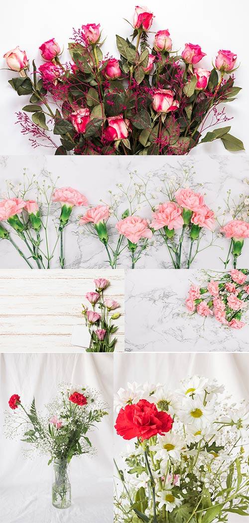 Гвоздики и розы - Фоны с цветами