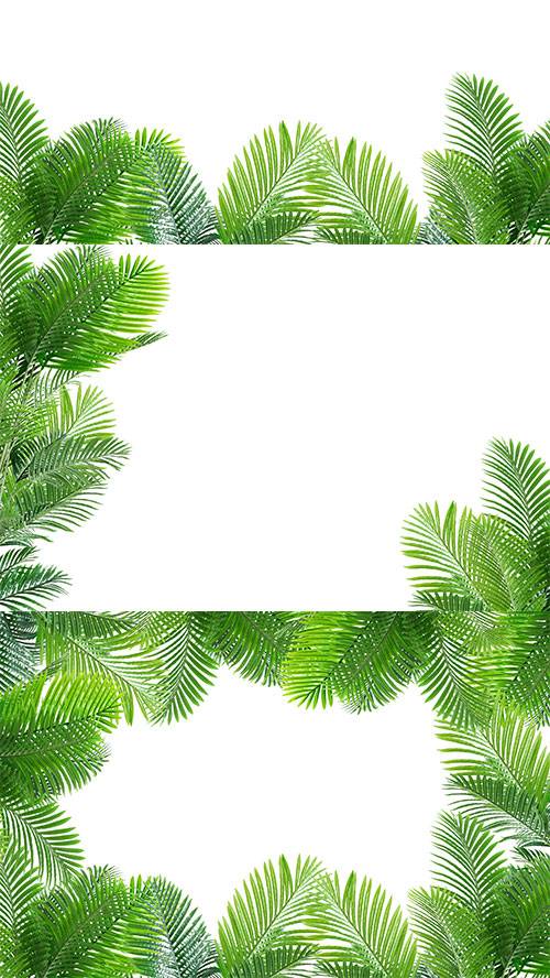 Ветки пальмы на белом фоне для рамок с фотографиями - Растровый клипарт