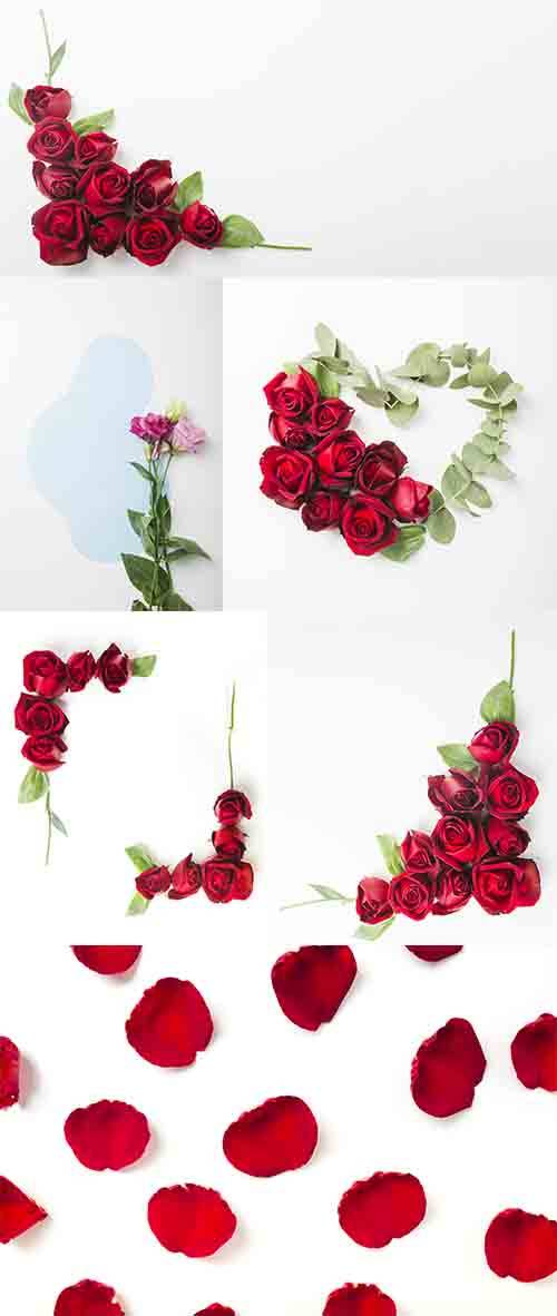 Фоны с красивыми розами - Растровый клипарт