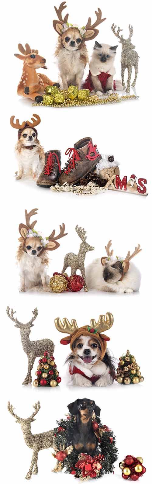 Собаки с рождественской символикой - Растровый клипарт