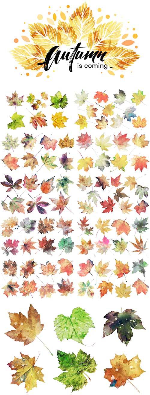 Осенние листья акварелью - Векторный клипарт